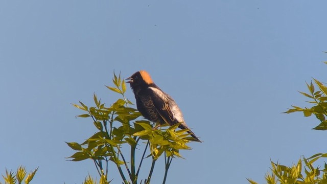 bobolink americký - ML618813640