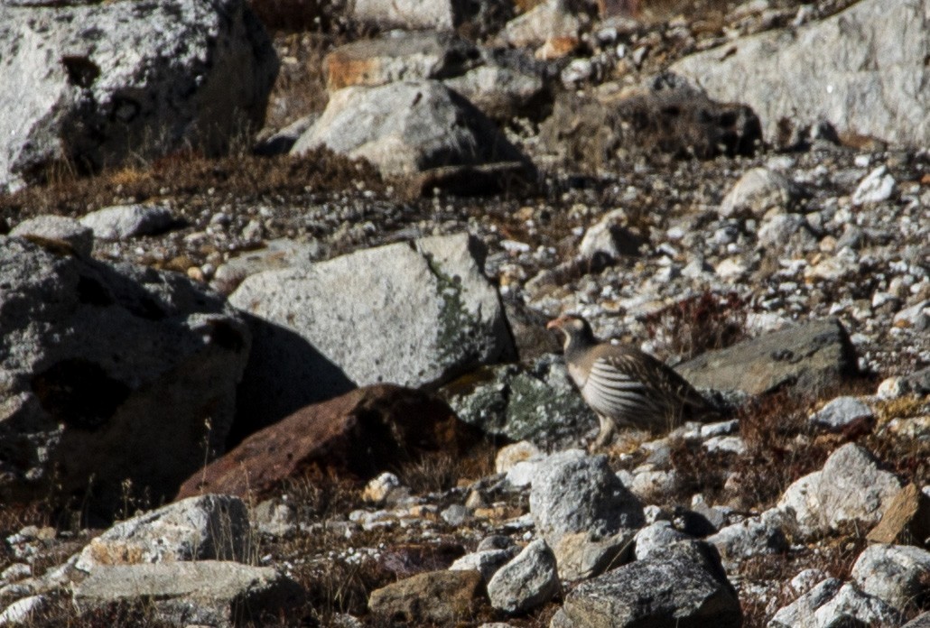 Tibetan Snowcock - Subhajit Chaudhuri