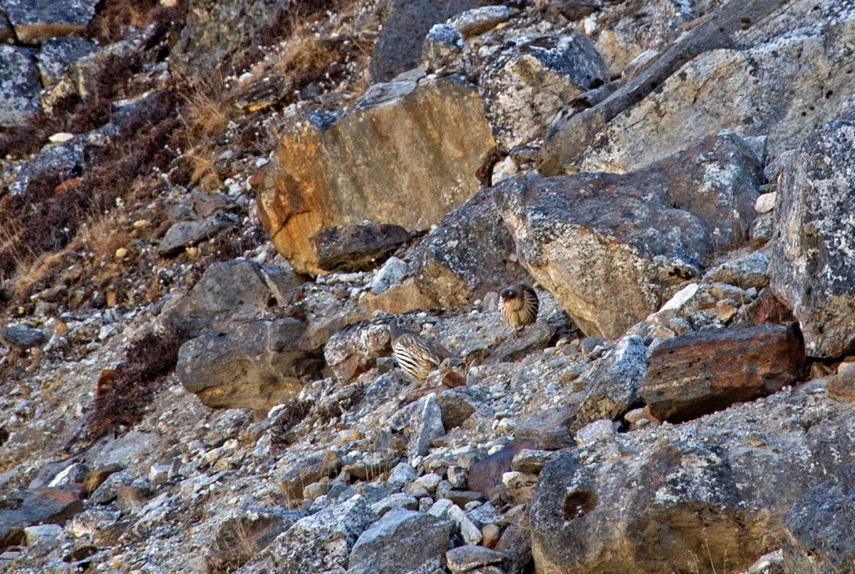 Tibetan Snowcock - ML618813645