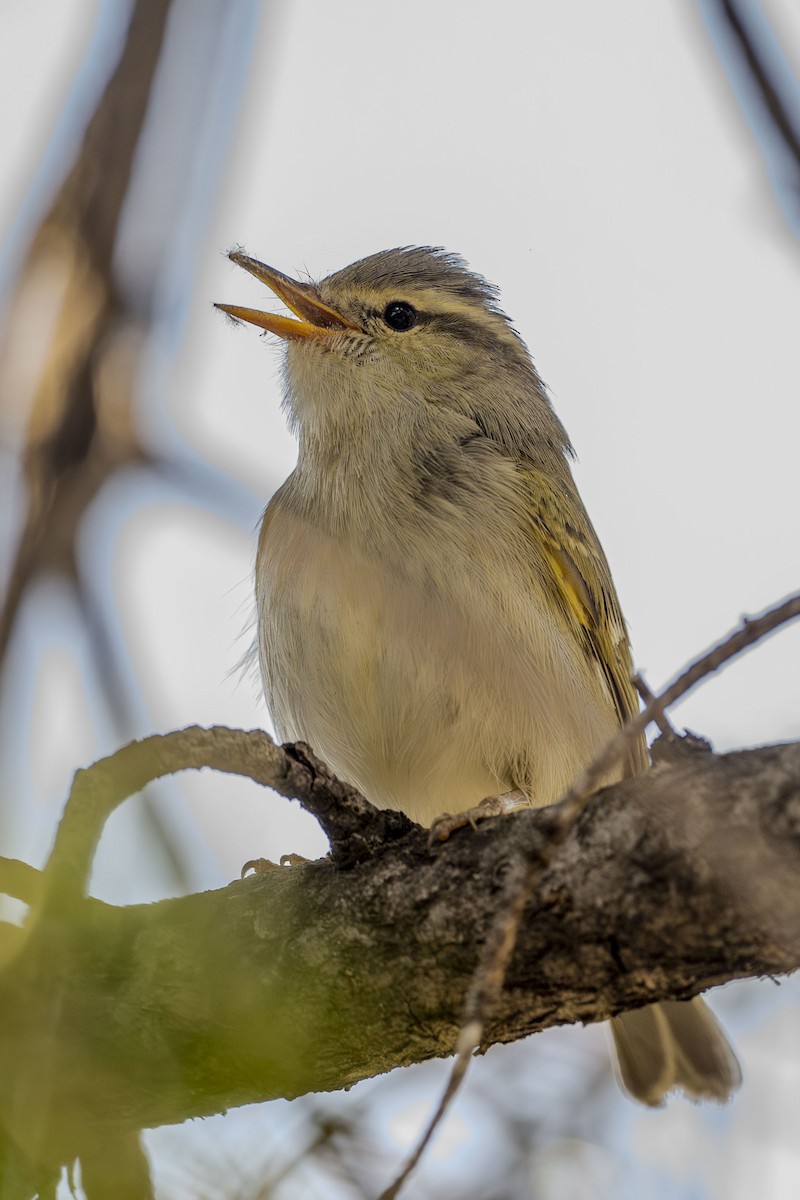 Blyth's Leaf Warbler - Vivek Saggar