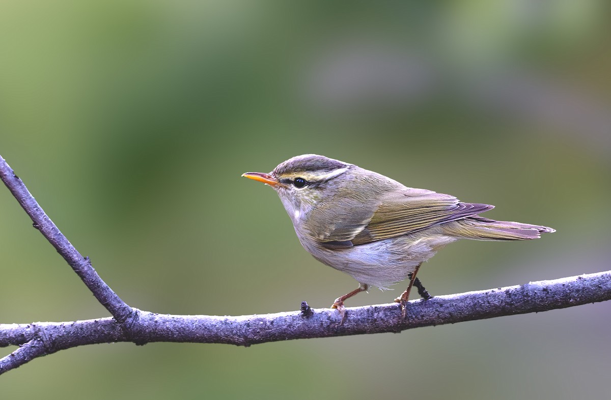 Blyth's Leaf Warbler - Vivek Saggar