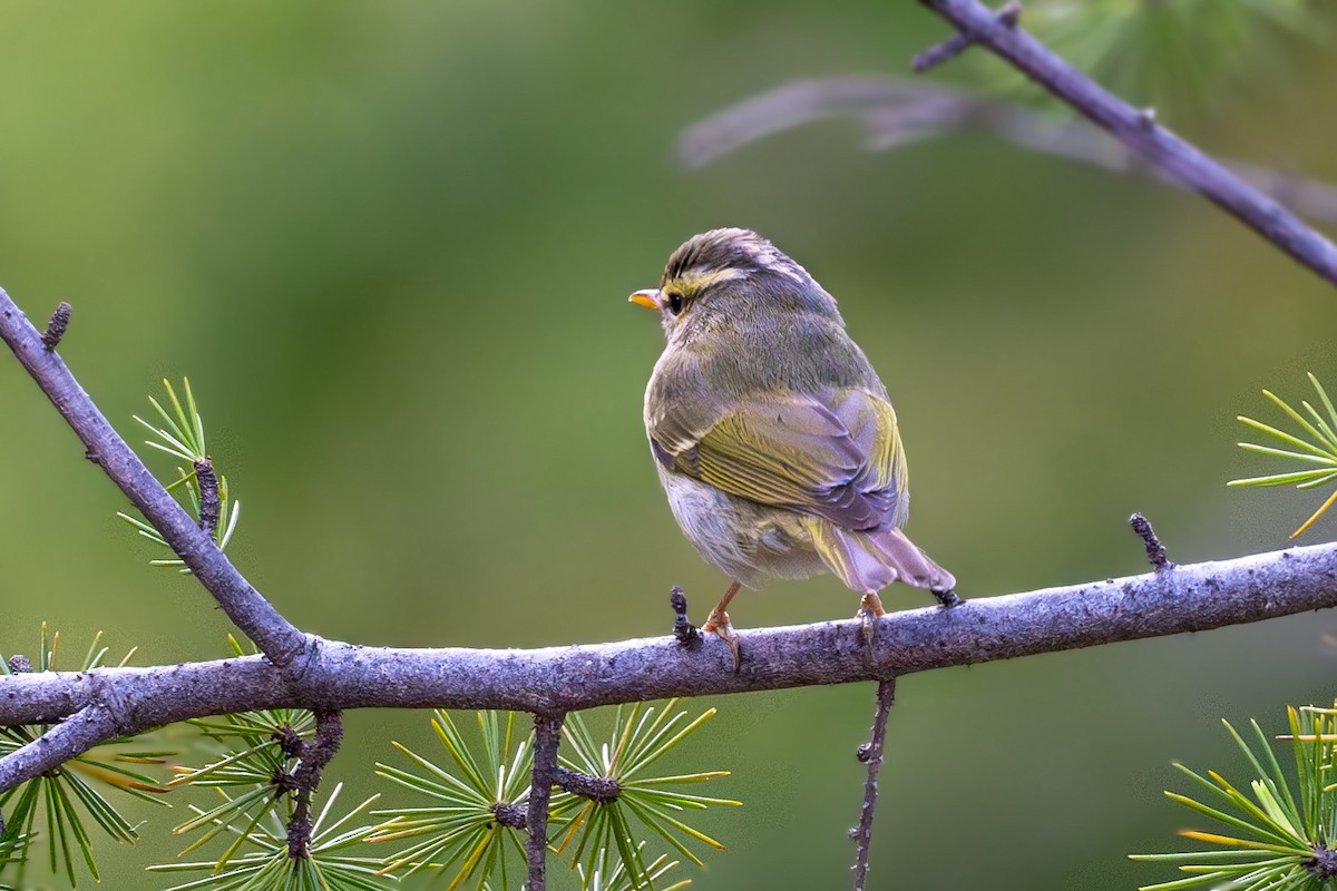 Blyth's Leaf Warbler - Vivek Saggar