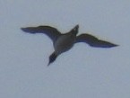 Common Loon - Enrico Leonardi