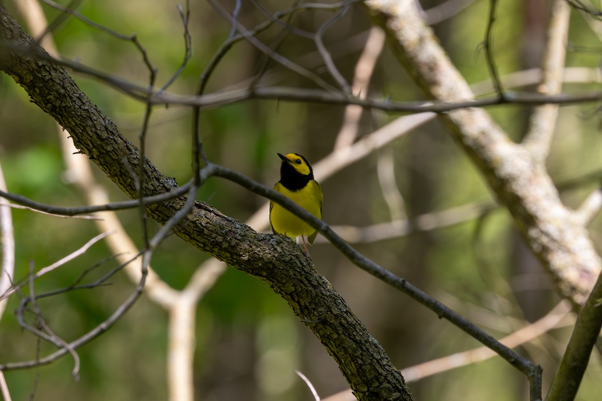 Hooded Warbler - Meegan Conklin