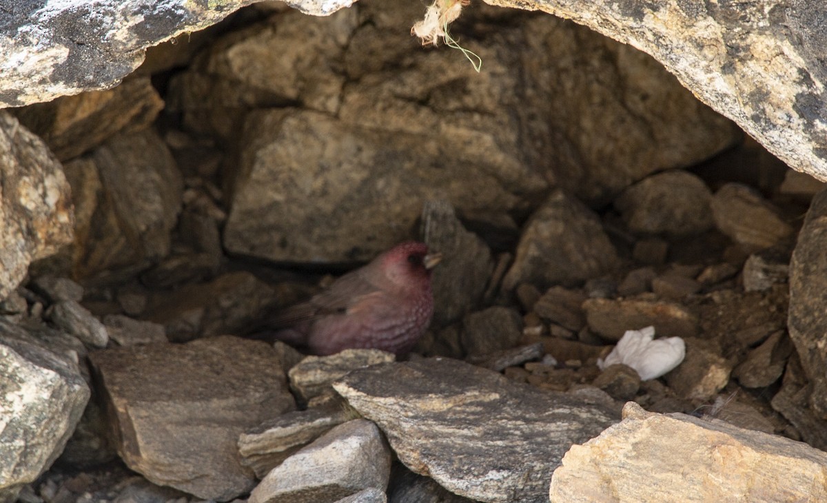 Streaked Rosefinch - ML618813664