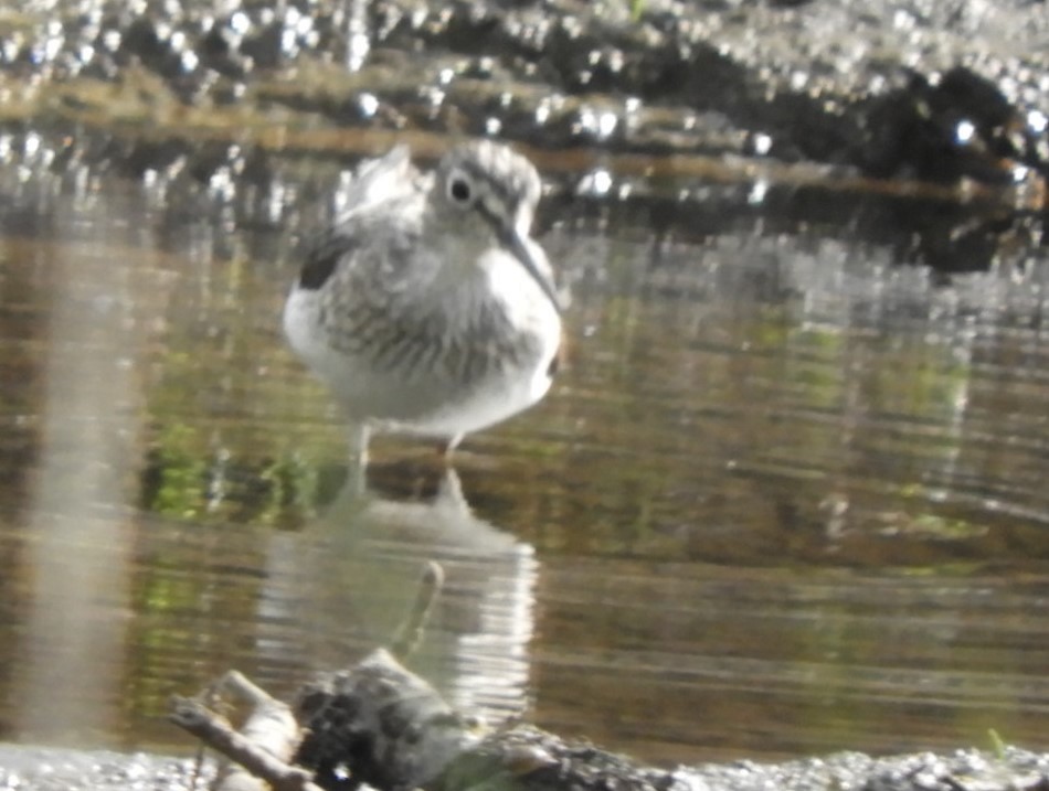 Solitary Sandpiper - Rowena  West