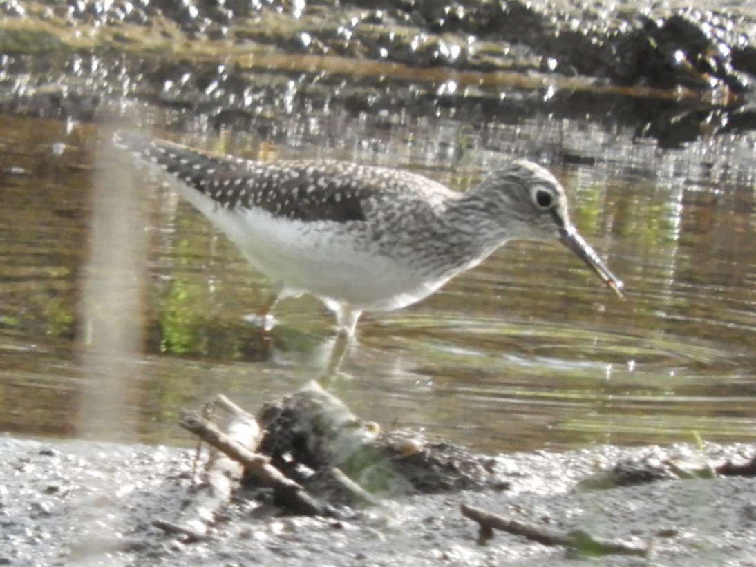 Solitary Sandpiper - Rowena  West