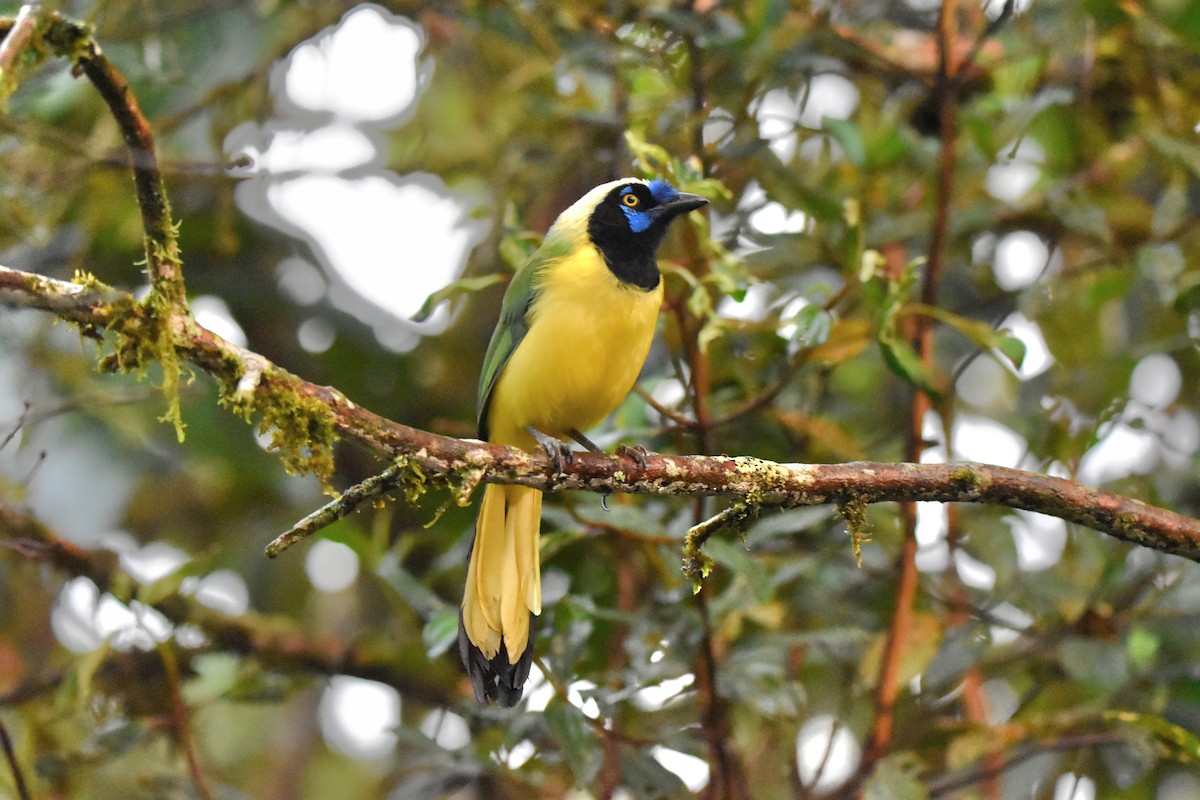 Green Jay (Inca) - Tim Wing