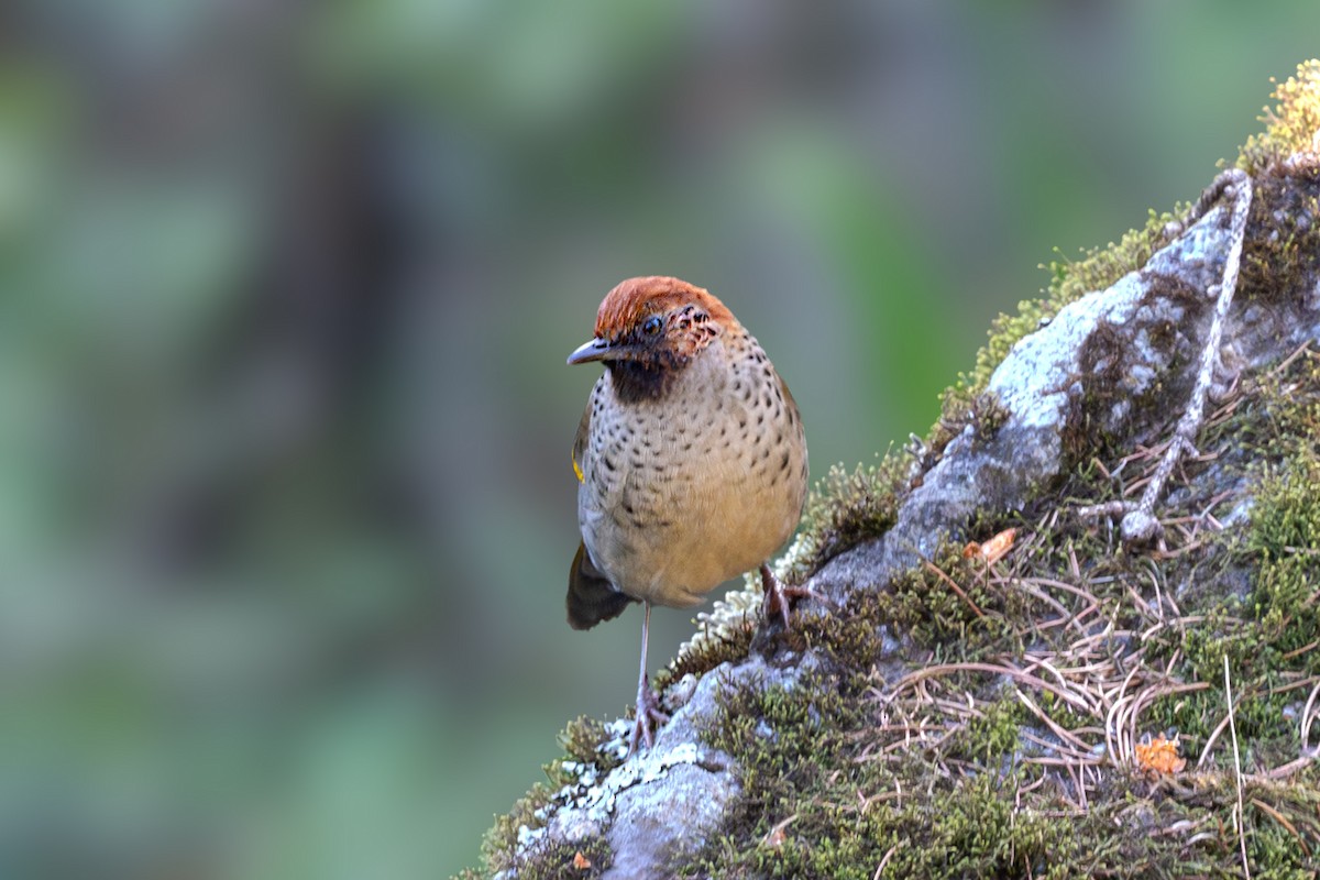 Chestnut-crowned Laughingthrush - Vivek Saggar