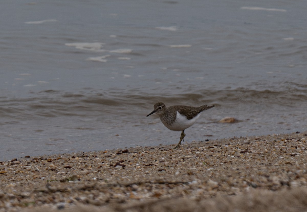 Common Sandpiper - ML618813703