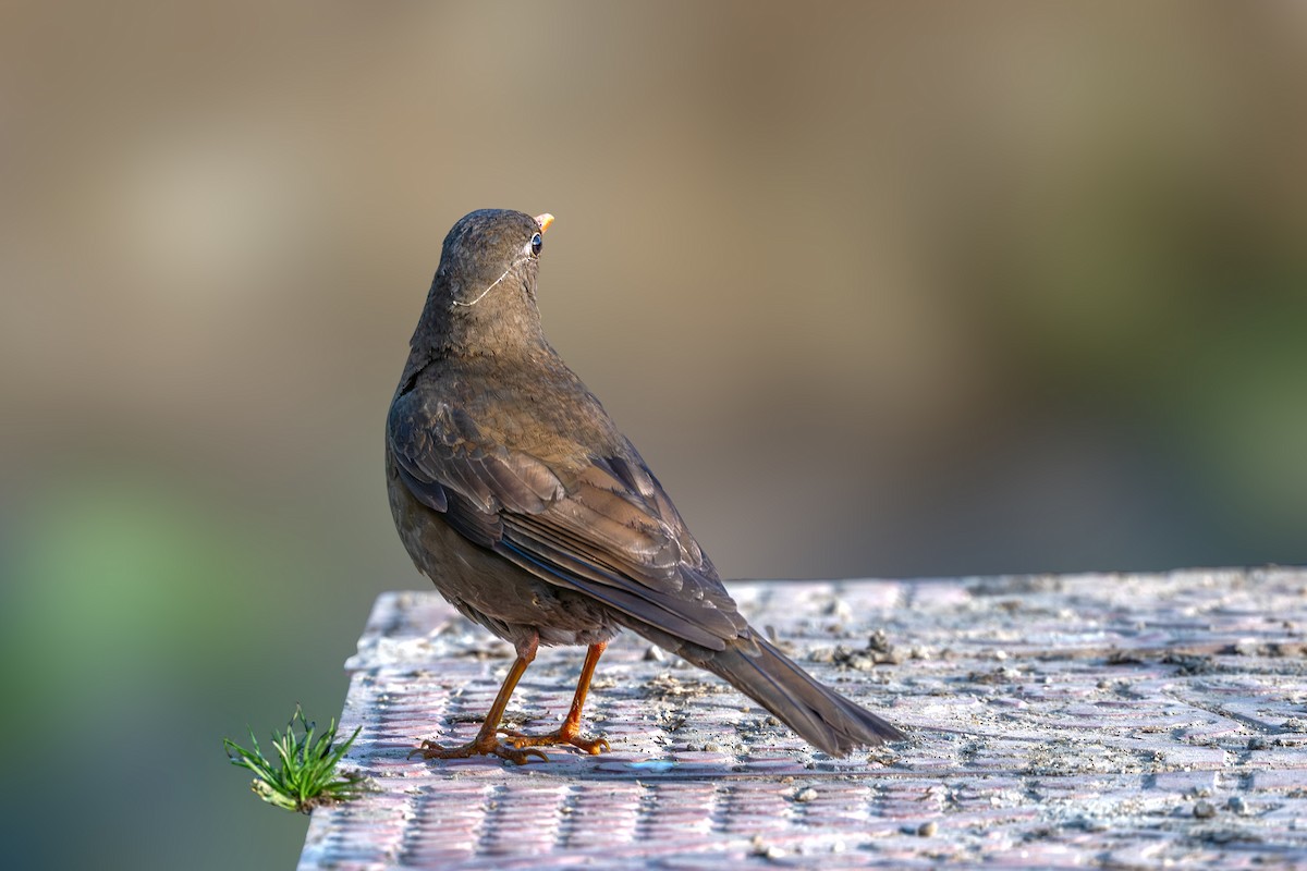 Gray-winged Blackbird - Vivek Saggar