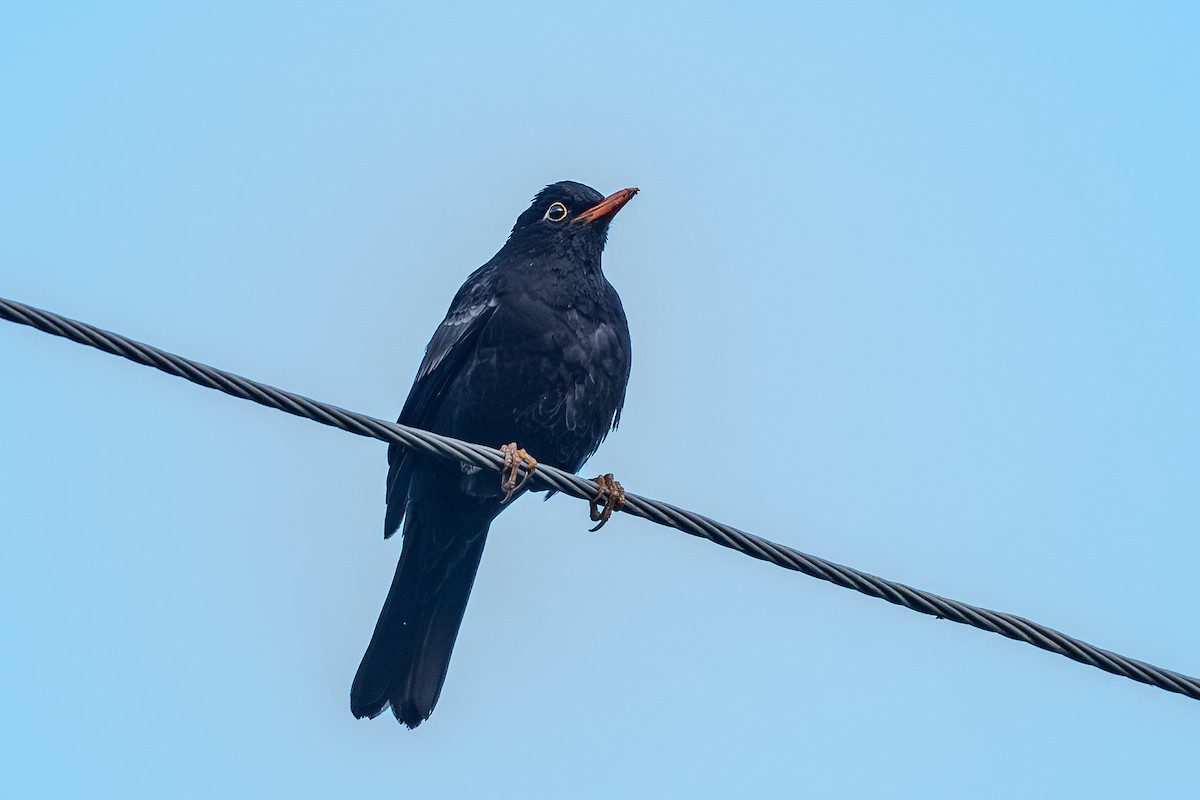 Gray-winged Blackbird - Vivek Saggar