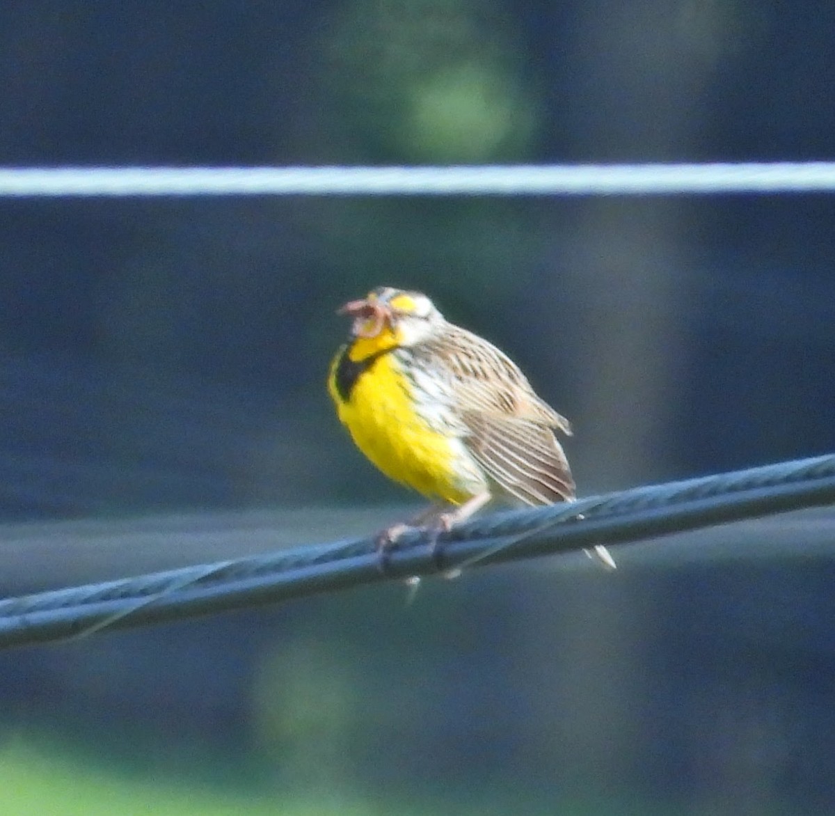 Eastern Meadowlark - Mark Malec