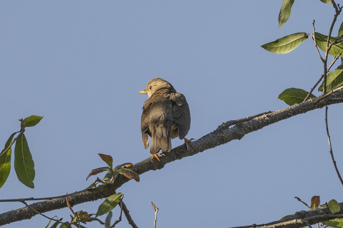 Tickell's Thrush - Vivek Saggar