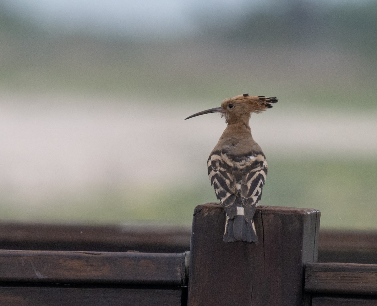 Eurasian Hoopoe - jimmy Yao