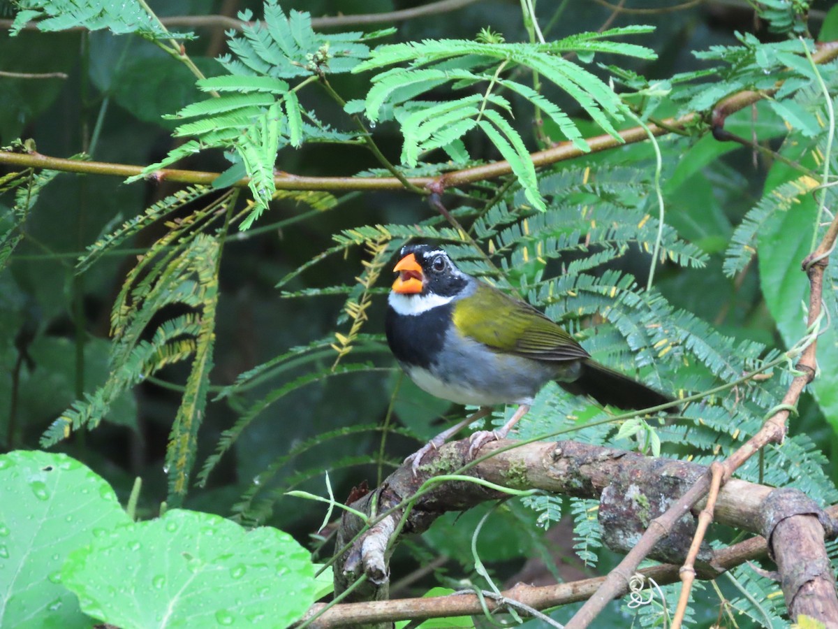 Orange-billed Sparrow - Michelle Browning