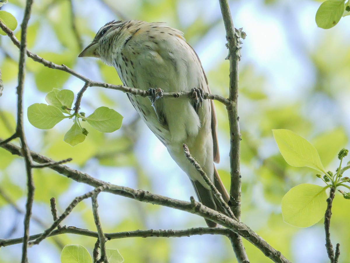 Rose-breasted Grosbeak - Roger Horn