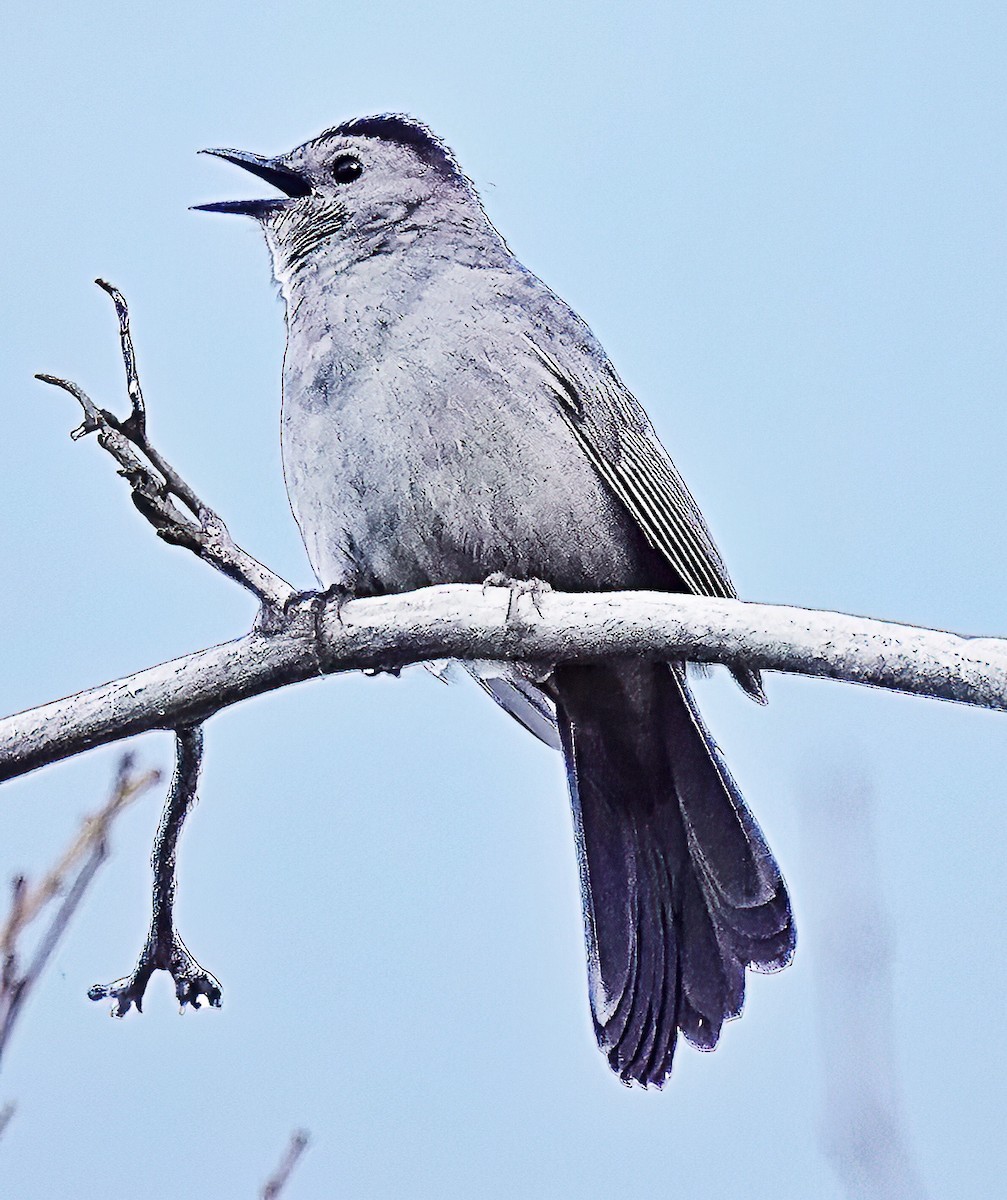 Gray Catbird - Jim Ward