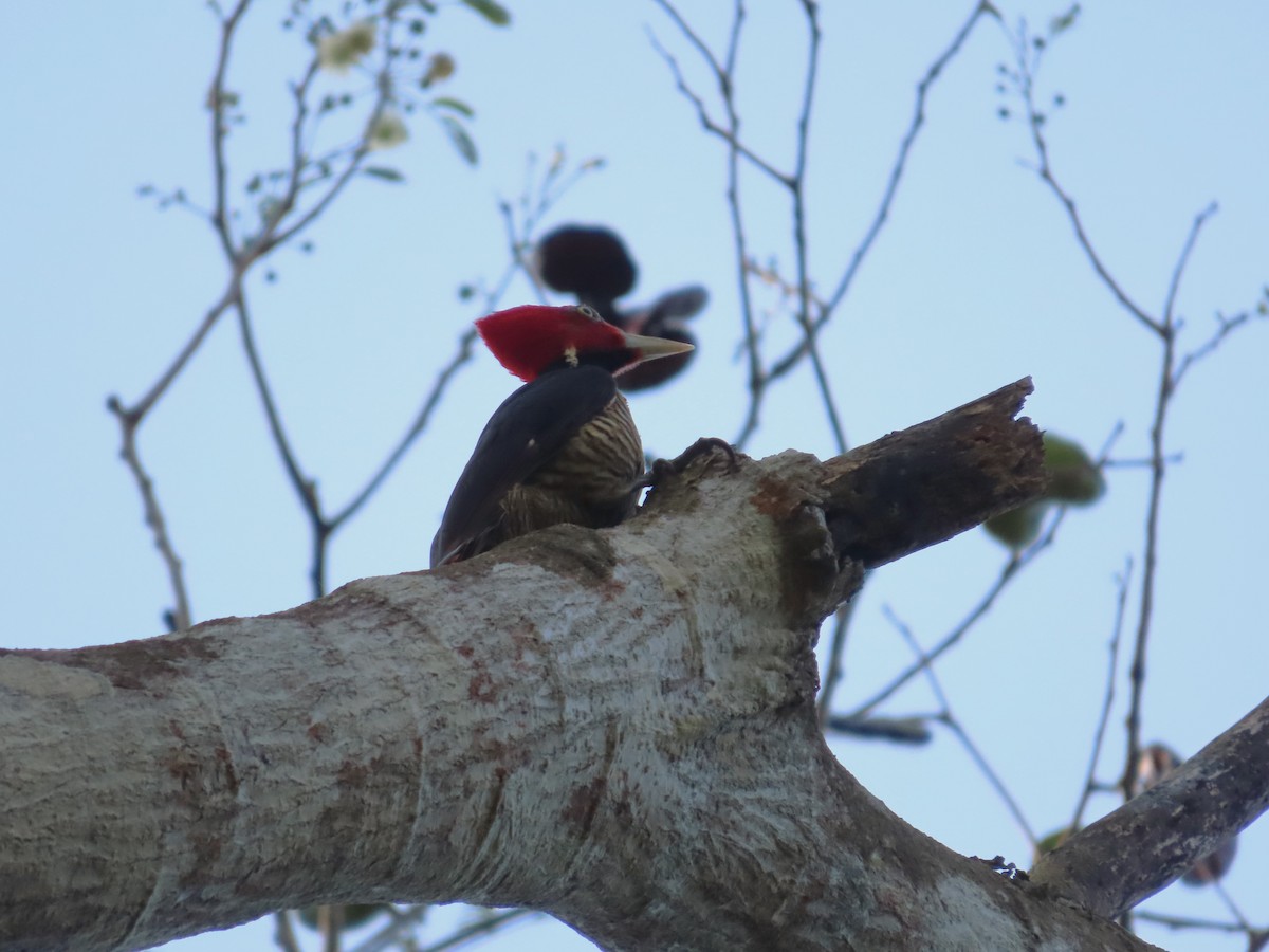 Pale-billed Woodpecker - Michelle Browning