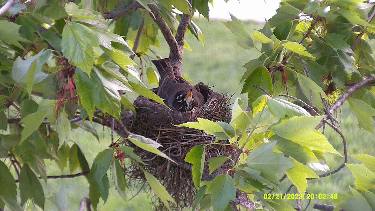 American Robin - ML618813770