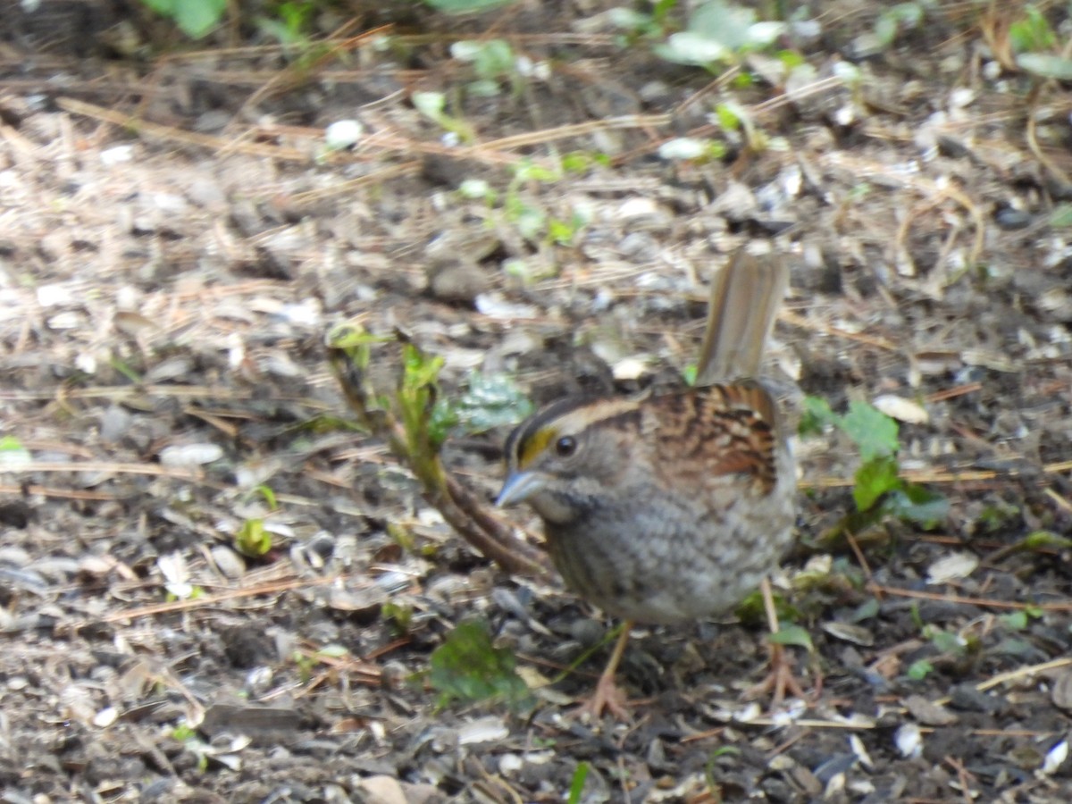 Chipping Sparrow - Ron Pearson