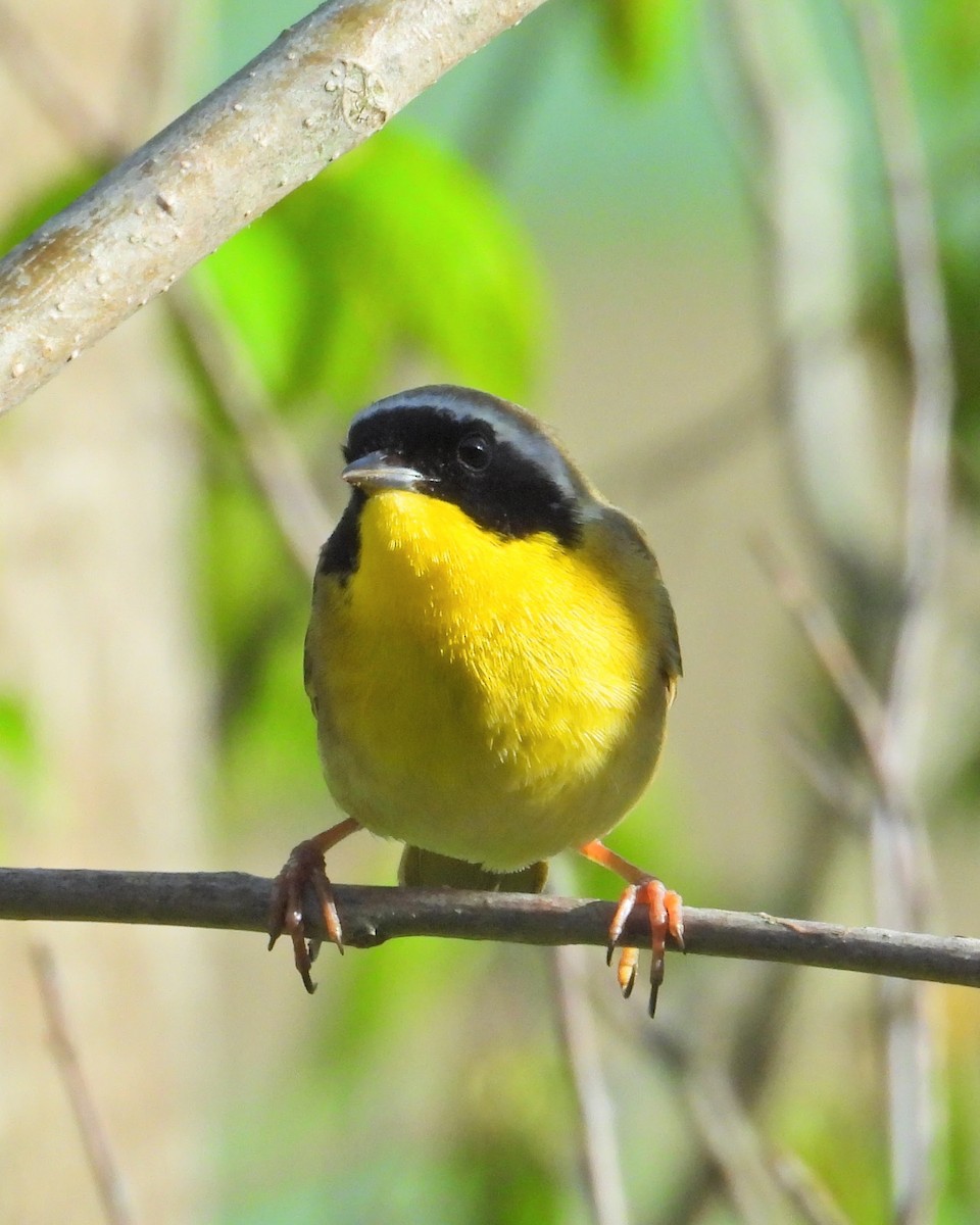 Common Yellowthroat - Mark Malec