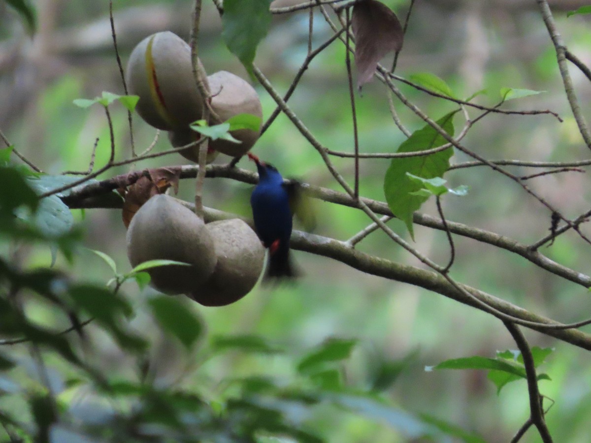 Red-legged Honeycreeper - Michelle Browning