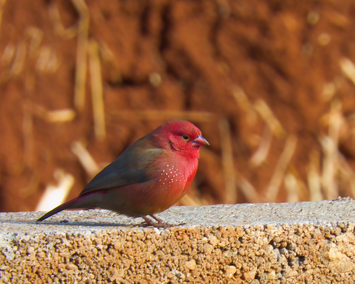 Red-billed Firefinch - Hunter Crooks