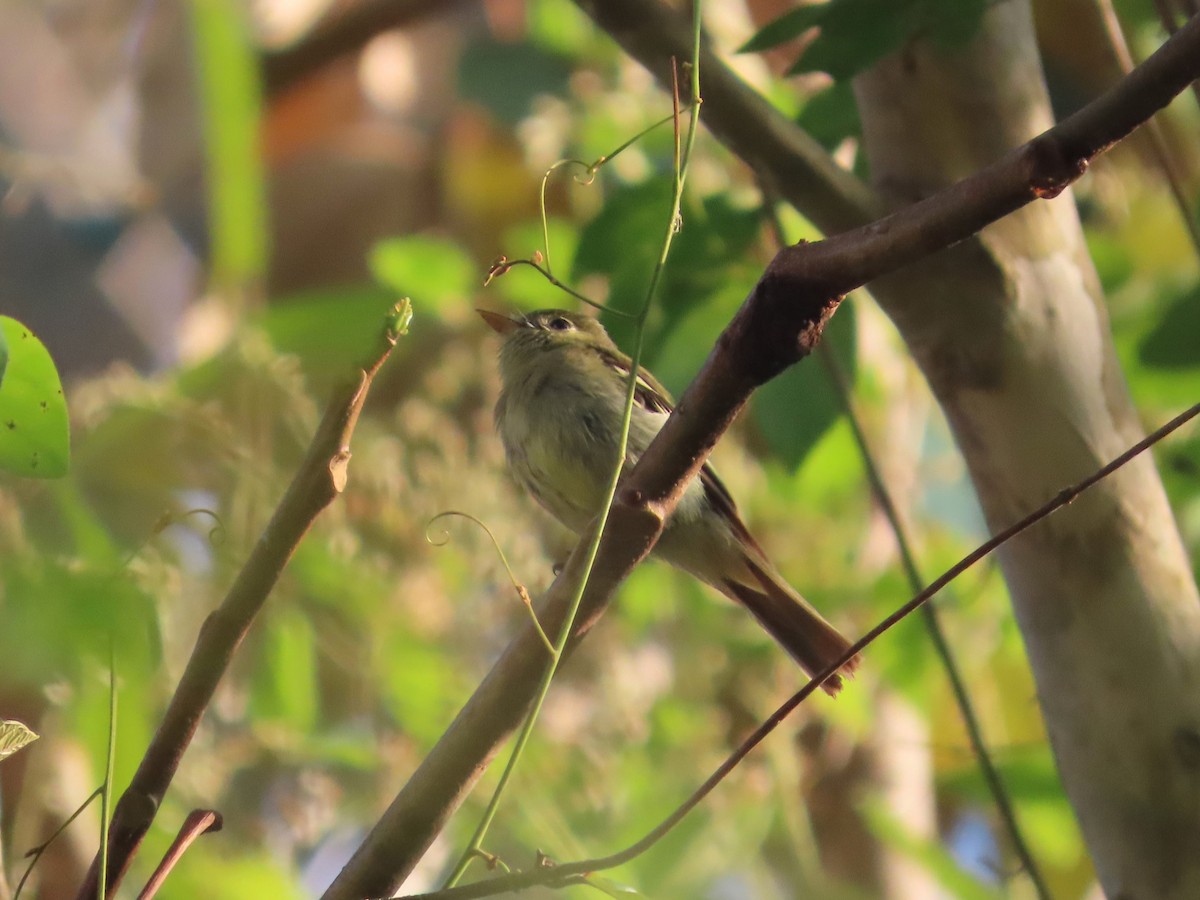 Yellow-bellied Flycatcher - Michelle Browning