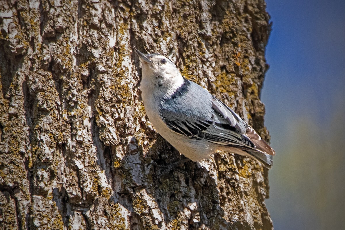 White-breasted Nuthatch - ML618813852