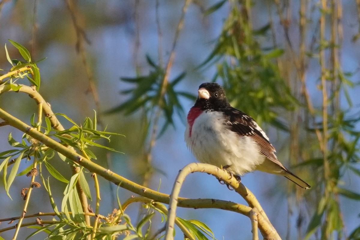 Rose-breasted Grosbeak - Louis-Etienne Rivet