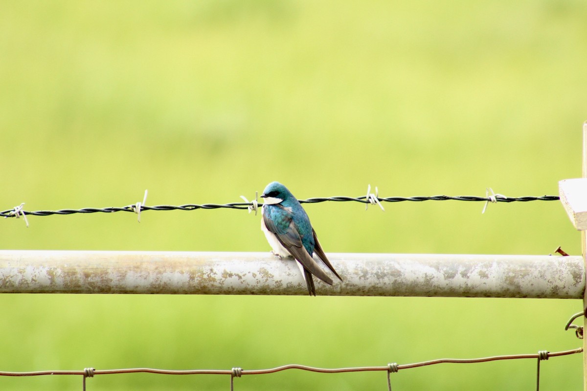 Tree Swallow - Brett Cales