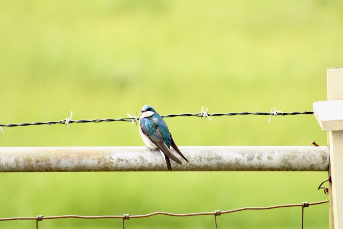 Tree Swallow - Brett Cales