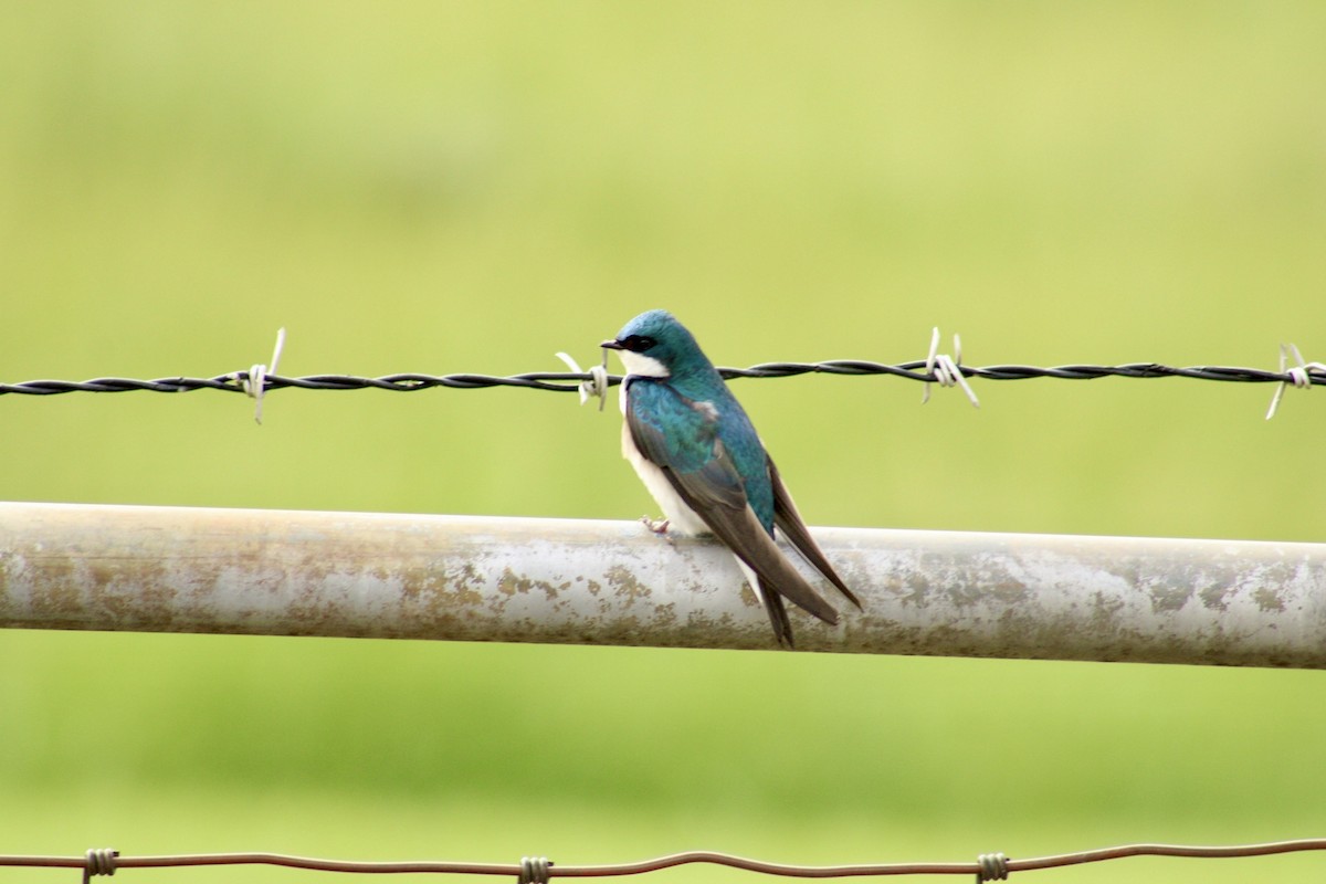 Tree Swallow - Brett Cales