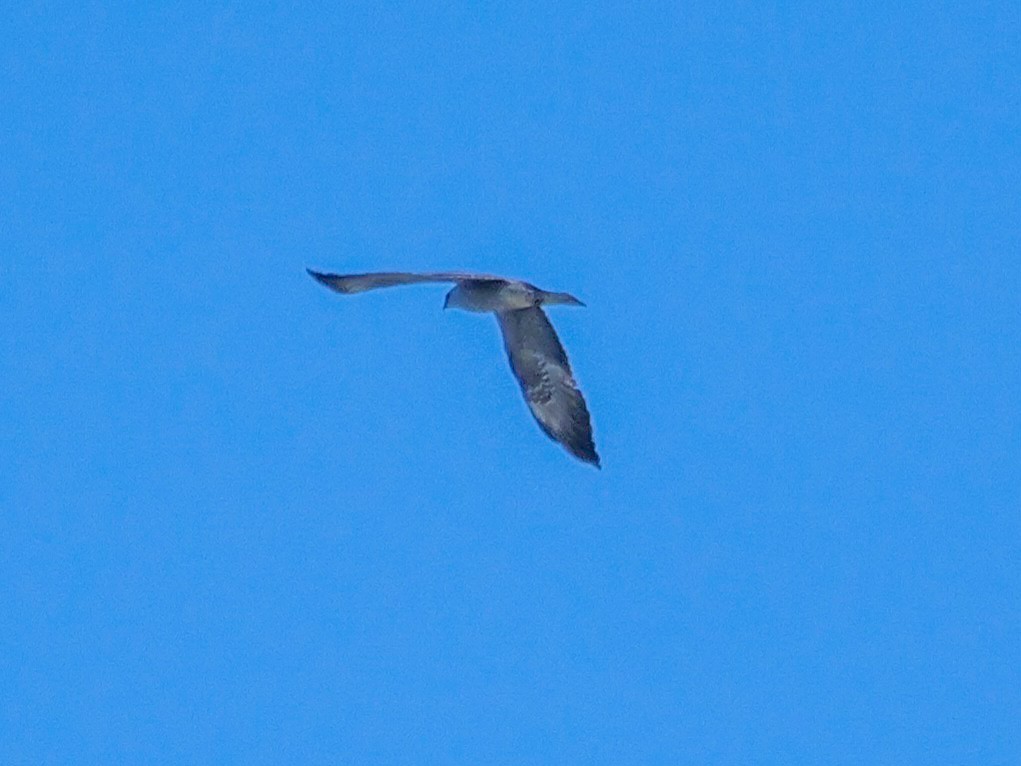 Mississippi Kite - Roger Horn