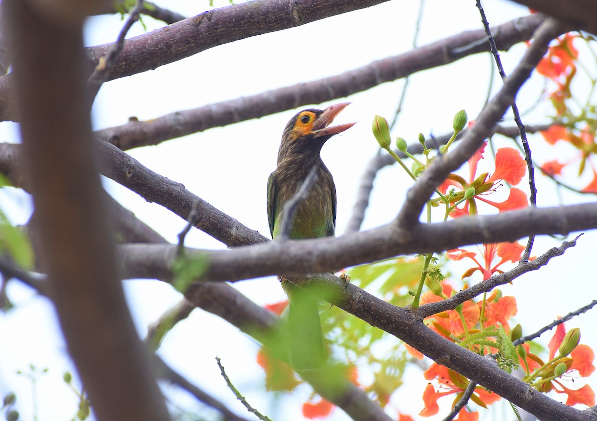 Brown-headed Barbet - Anand Birdlife