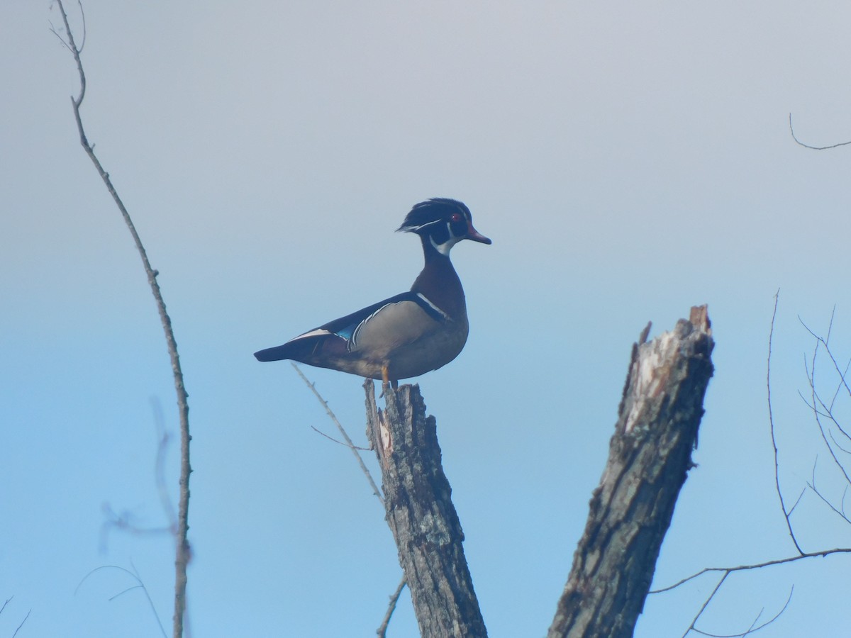 Wood Duck - Julian Monsalve