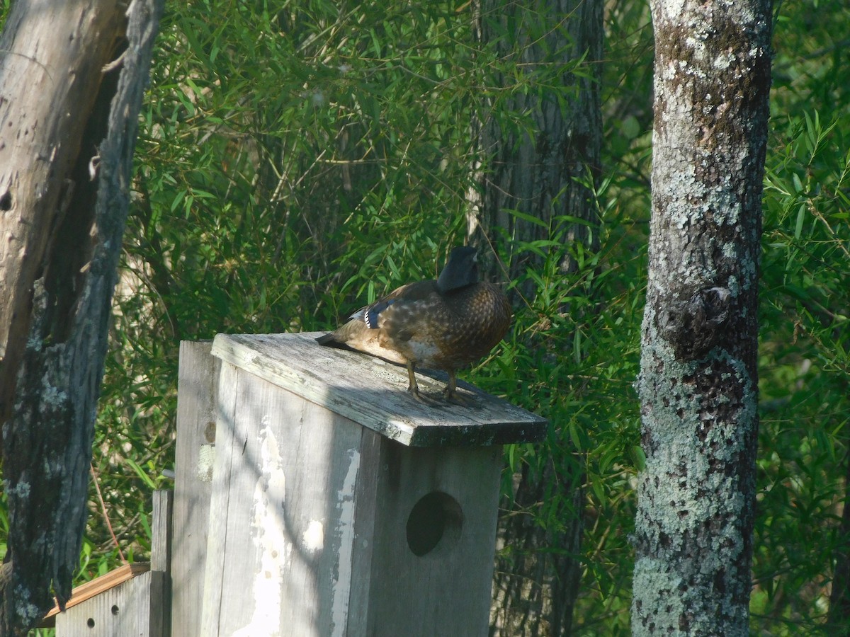 Wood Duck - ML618813898