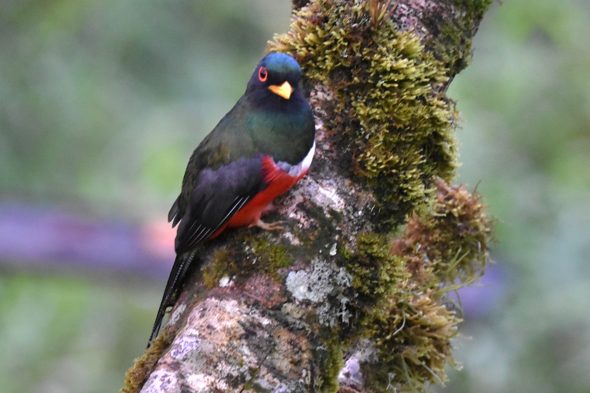 Masked Trogon - Tim Wing