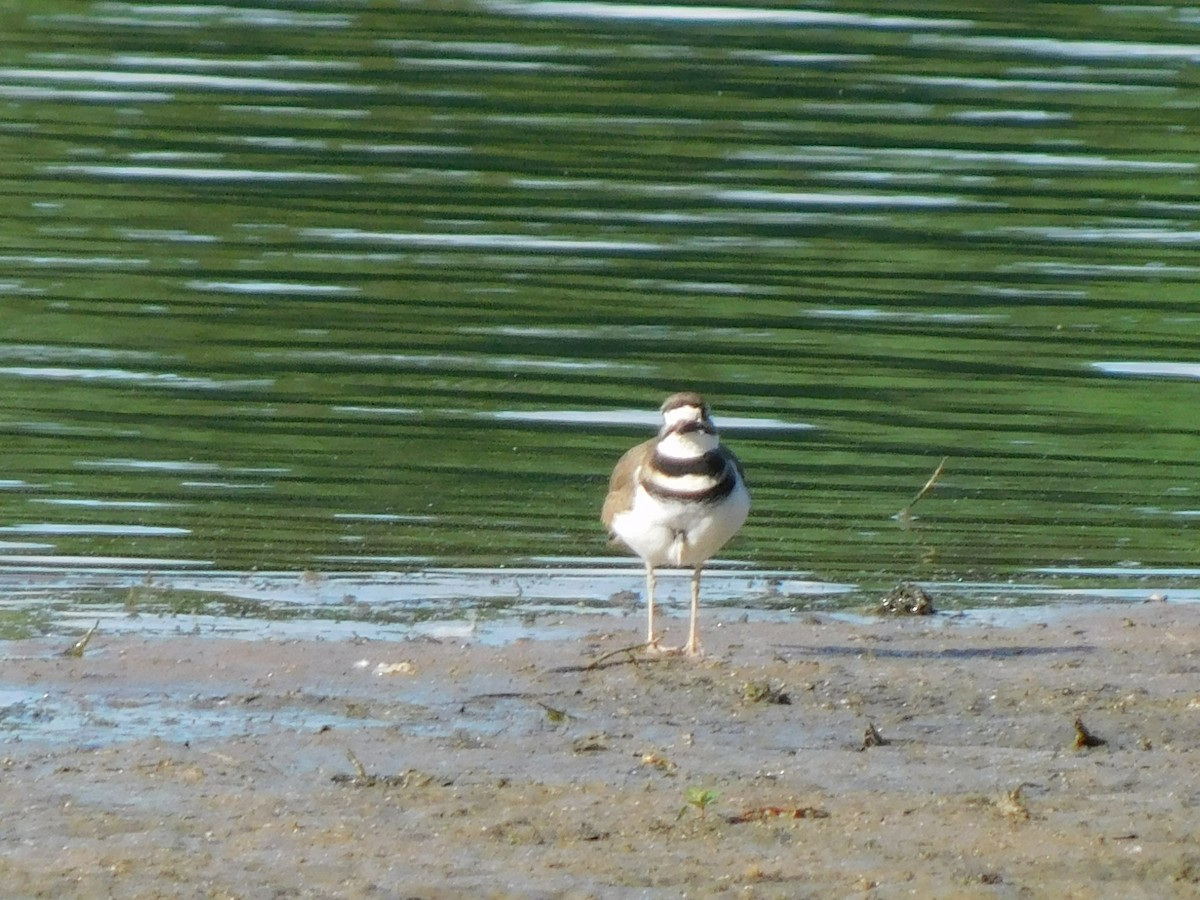 Killdeer - ML618813905