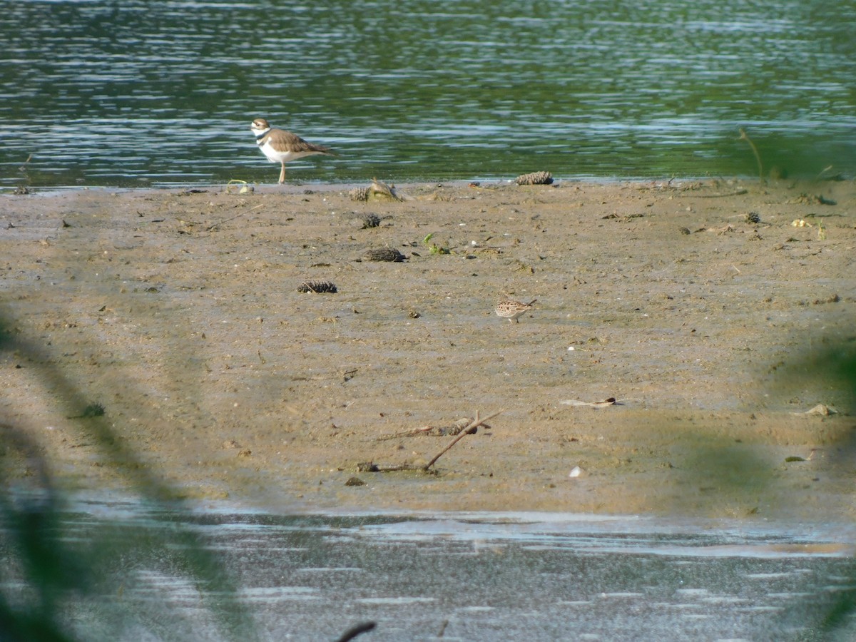 Killdeer - ML618813906
