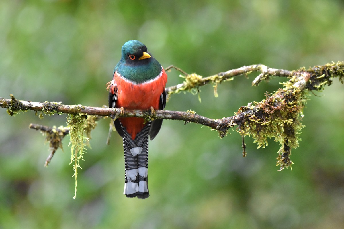 Masked Trogon - Tim Wing