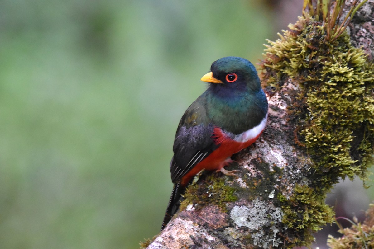 Masked Trogon - Tim Wing