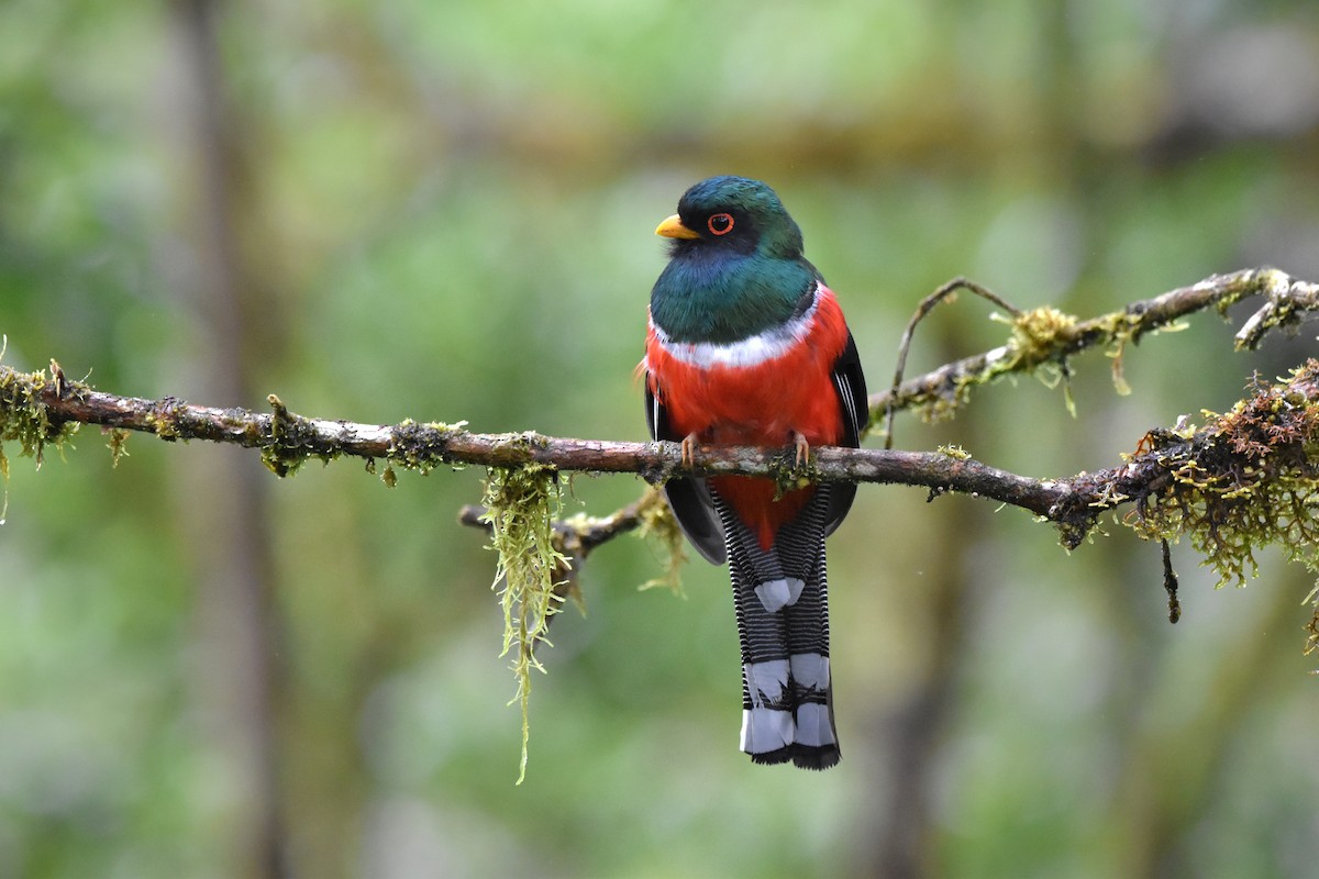 Masked Trogon - Tim Wing