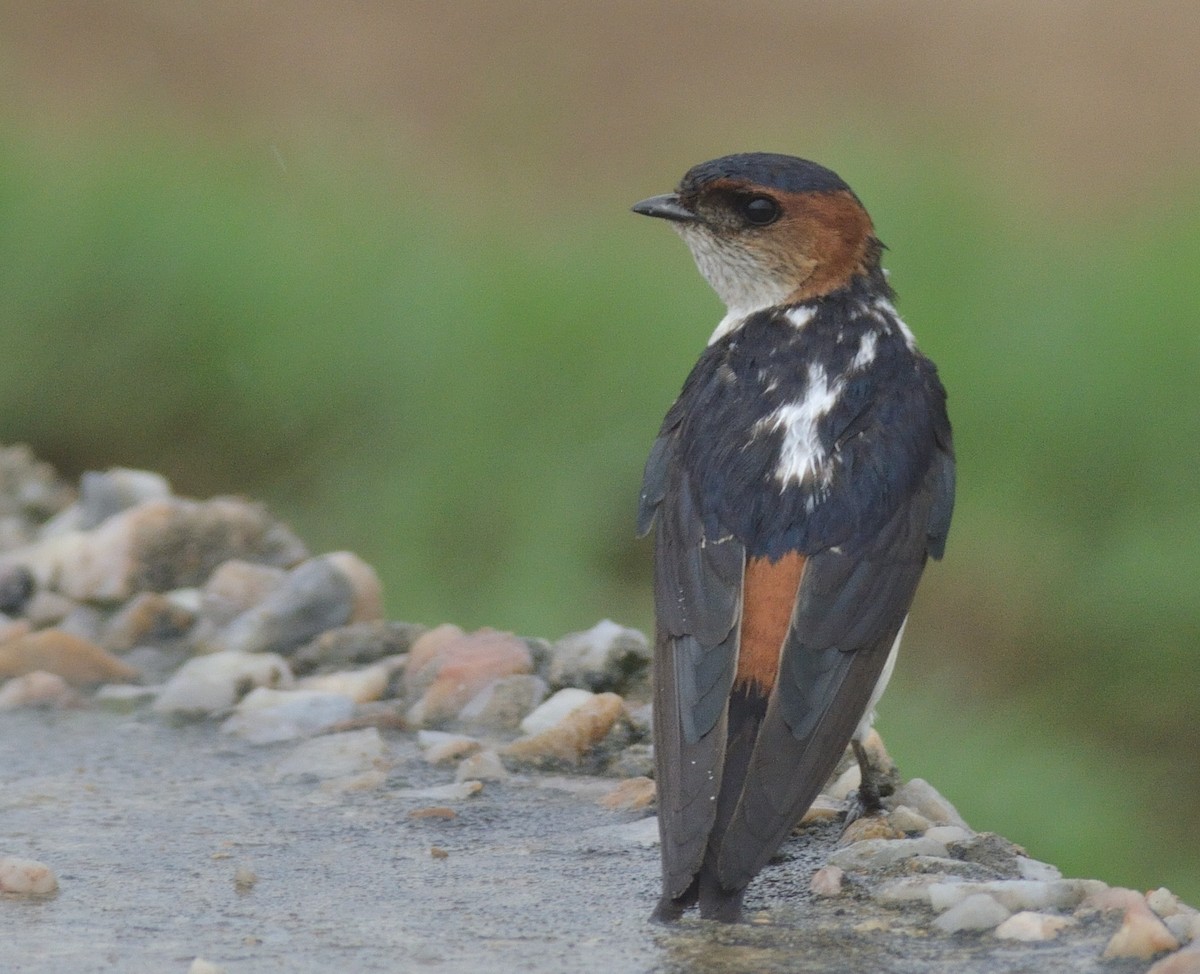Red-rumped Swallow - ML618813925
