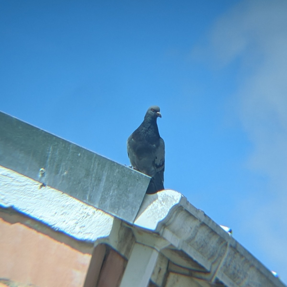 pigeon/dove sp. - ML618813930