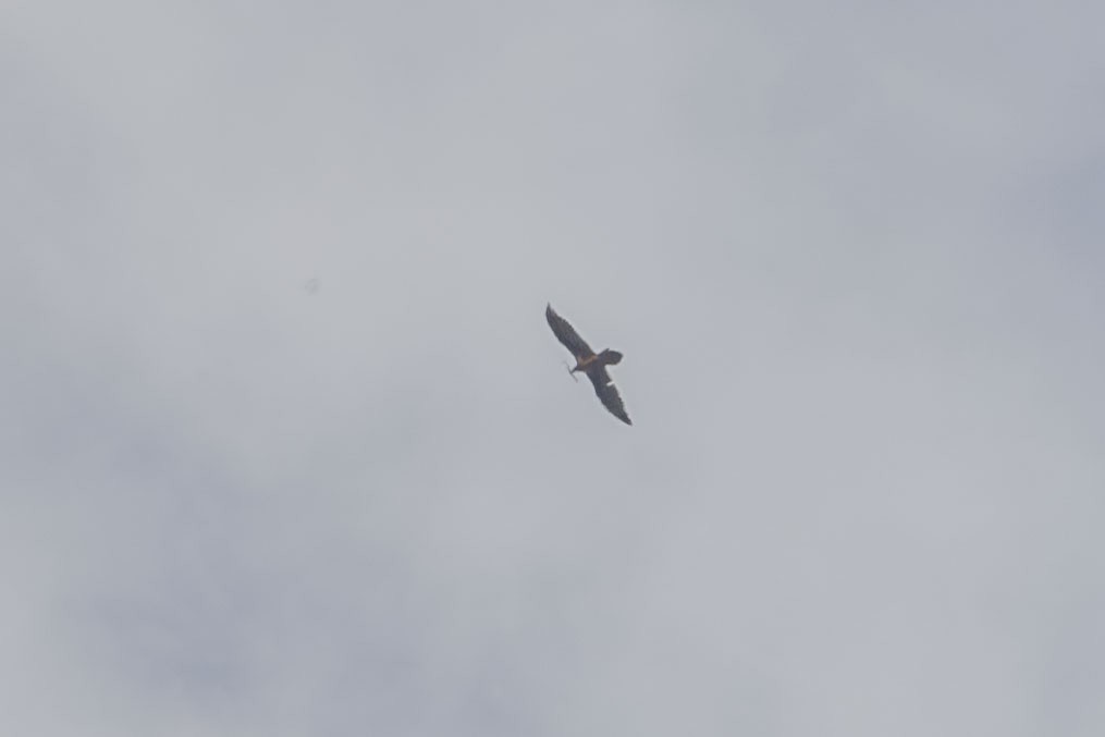 lammegribb - ML618813943