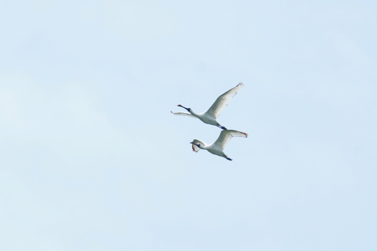 Black-faced Spoonbill - ML618813944