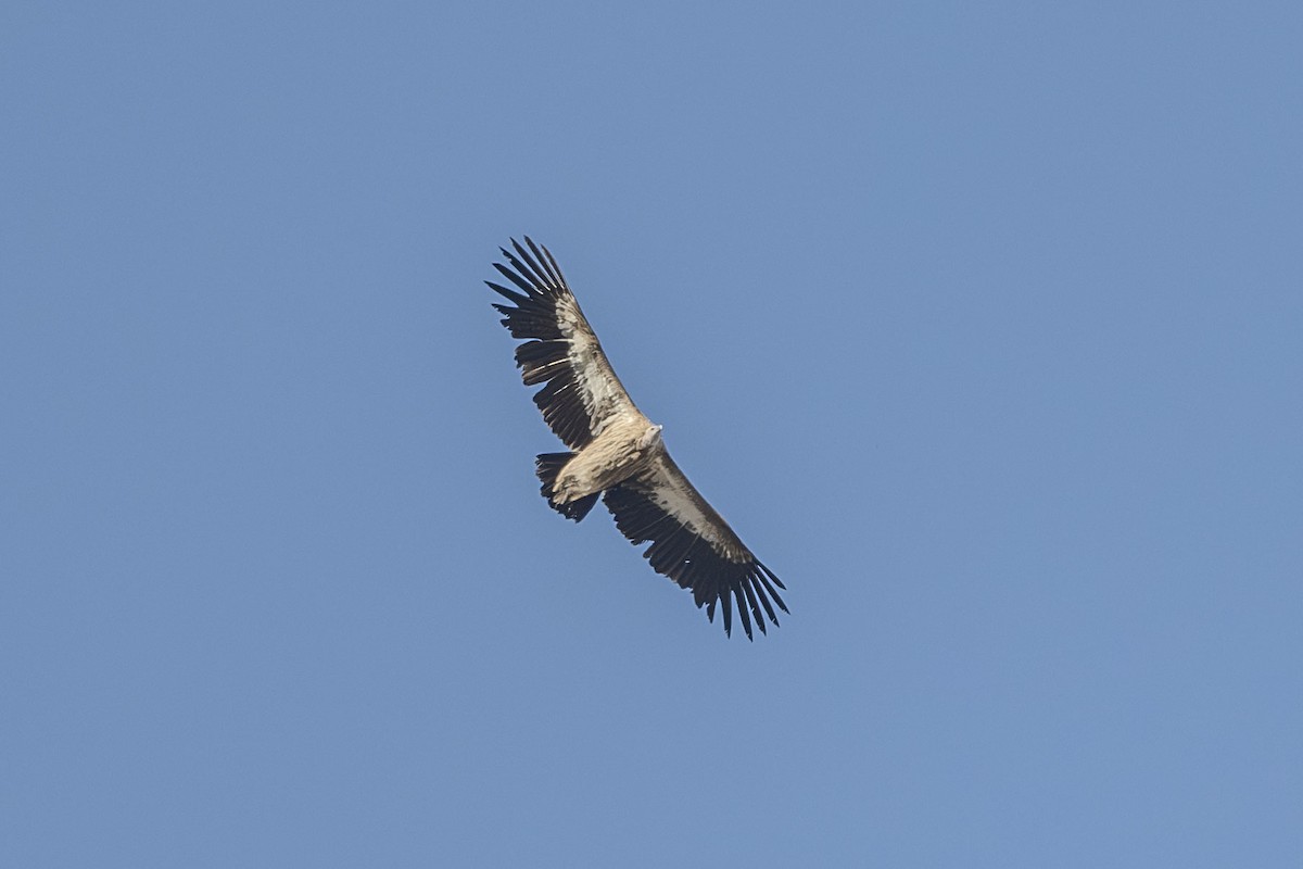 Himalayan Griffon - Vivek Saggar