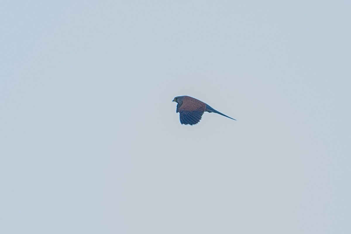 Eurasian Kestrel - Vivek Saggar